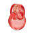 BVLGARI OMNIA CORAL 3.4 EDT (W)