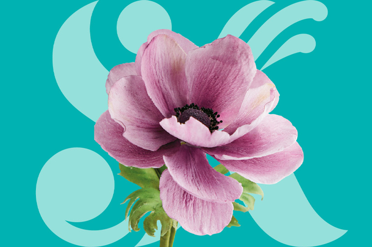 Sugar Florist Paste Sugar Florist Paste