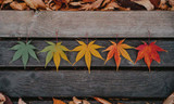 Edible Autumn Leaves