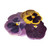 Pansy Pressed Edible Flowers - Pack of 15