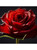 rose made from Sugar Flower Studio - Premium Flower Paste