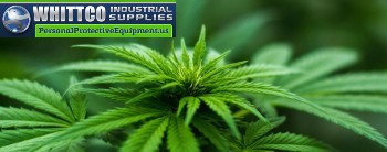 ppe-clothing-for-cannabis-growers-workers.jpg