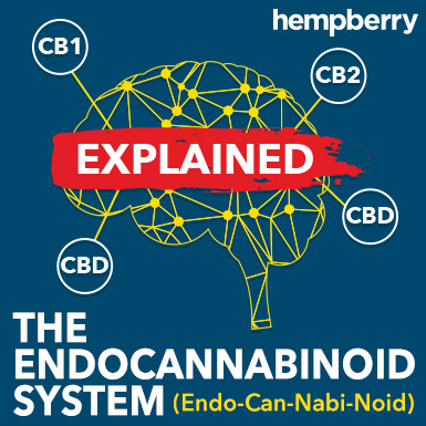 The Endocannabinoid System - Explained