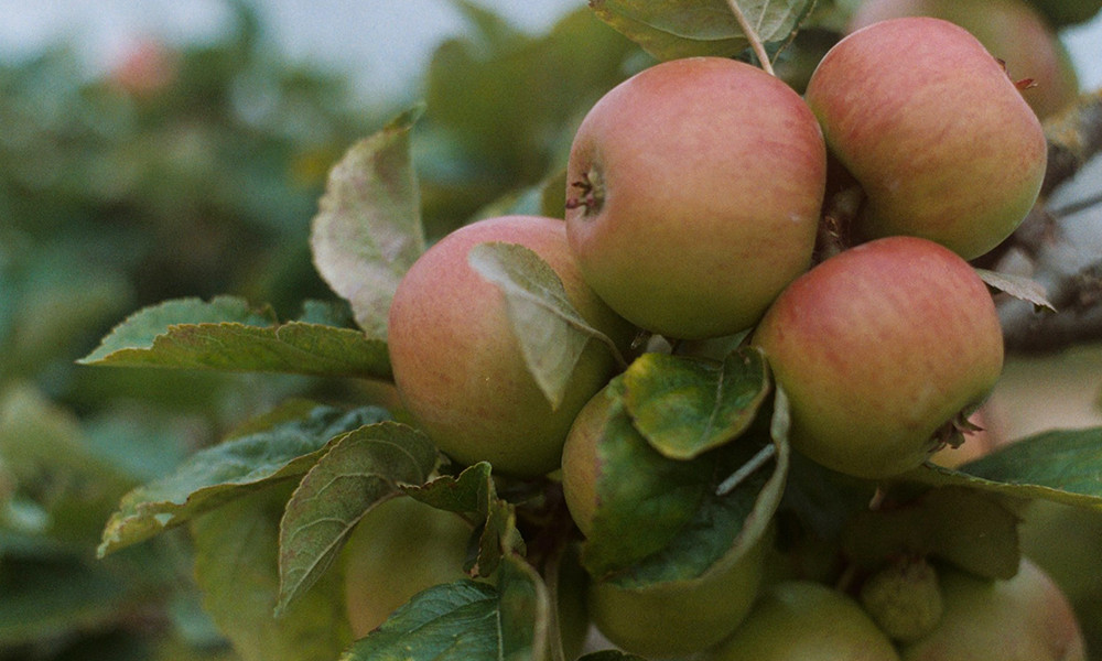 Cras pretium tempor nisl quis rhoncus Suspendisse vehicula