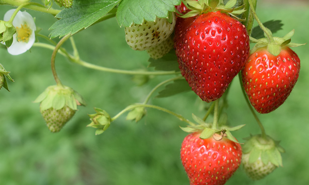 Cras pretium tempor nisl quis rhoncus Suspendisse vehicula