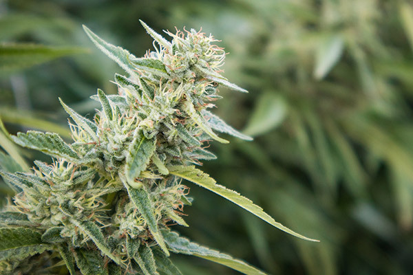 Cannabis, Hemp & Medical Marijuana