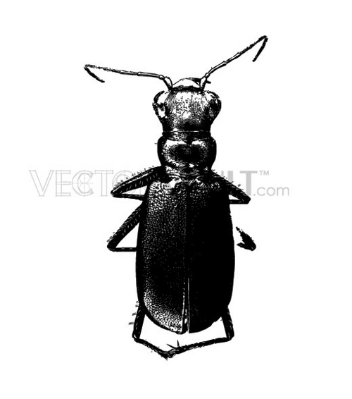 buy vector beetle image