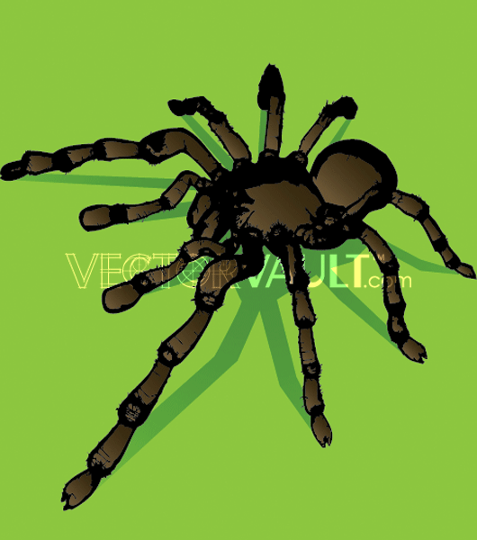 image-buy-vector-spider-image-free-vector-pack-vectors-freebie