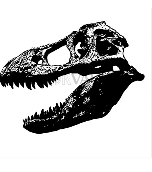 buy vector graphic vectors dinosaur skulls