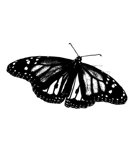 buy vector graphics art vectors clip art butterfly