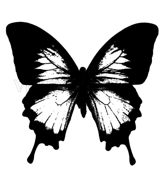 buy vector butterfly