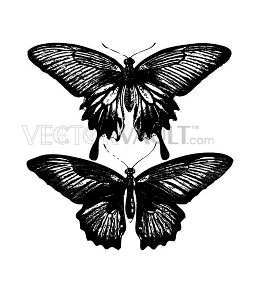 Pair of Butterflies