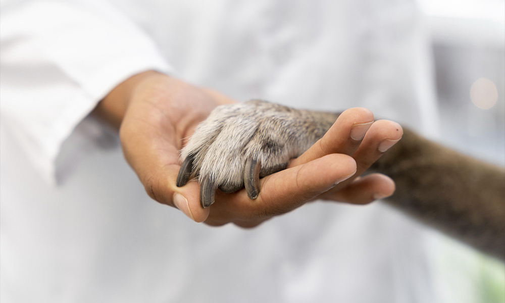 Veterinaria en Farmacia Ribelles Álvarez, en Sagunto, Valencia