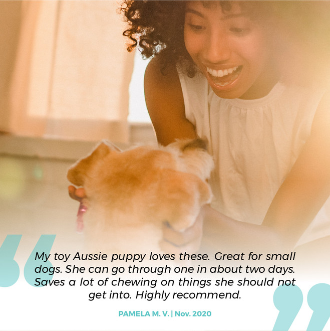 6-7" PORK BULLY STICK SPRINGS  - 12 Pack