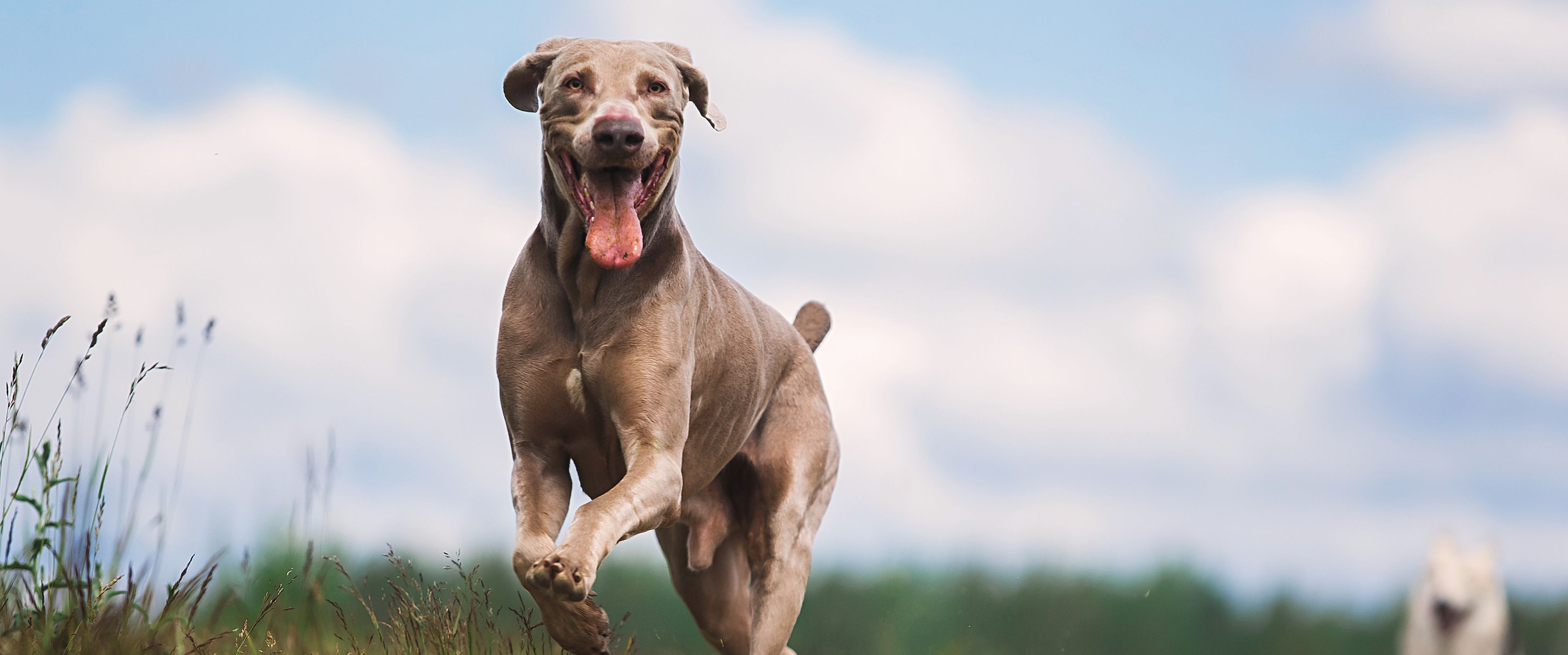 Dog running in the field