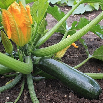 Courgette - Black Beauty Dark Fog - Seed Megastore - sku 897 Courgette - Black Beauty Dark Fog - Seed Megastore - sku 897