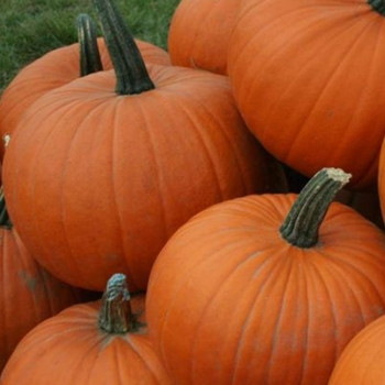 Pumpkin - F1 Racer - Seed Megastore - sku 913 Pumpkin - F1 Racer - Seed Megastore - sku 913