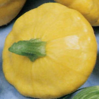 Summer Squash - F1 Sunbeam - Seed Megastore - sku 931 Summer Squash - F1 Sunbeam - Seed Megastore - sku 931