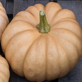 Winter Squash - F1 Autumn Crown - Seed Megastore - sku 937 Winter Squash - F1 Autumn Crown - Seed Megastore - sku 937