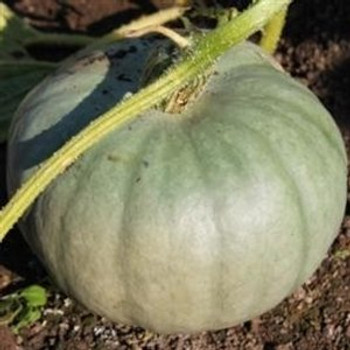 Winter Squash - F1 Crown Prince - Seed Megastore - sku 938 Winter Squash - F1 Crown Prince - Seed Megastore - sku 938