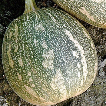 Winter Squash - F1 Fairy - Seed Megastore - sku 939 Winter Squash - F1 Fairy - Seed Megastore - sku 939