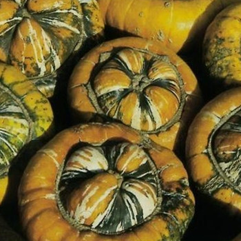 Winter Squash -Turk's Turban - Seed Megastore - sku 945