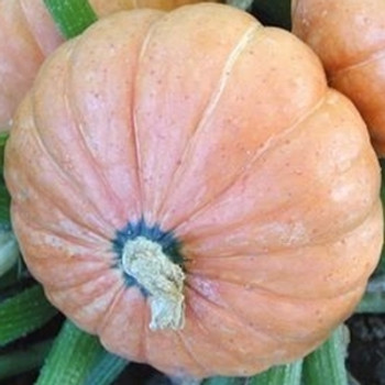 Winter Squash - Gold Nugget - Seed Megastore - sku 955 Winter Squash - Gold Nugget - Seed Megastore - sku 955