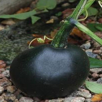 Winter Squash -Little Gem (trailing) - Seed Megastore - sku 957 Winter Squash -Little Gem (trailing) - Seed Megastore - sku 957