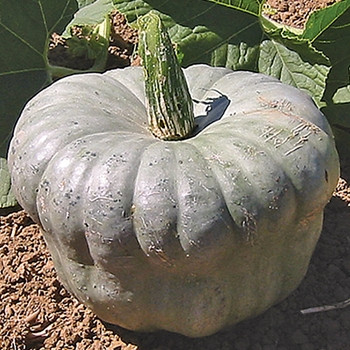 Winter Squash -  Queensland Blue - Seed Megastore - sku 961 Winter Squash -  Queensland Blue - Seed Megastore - sku 961