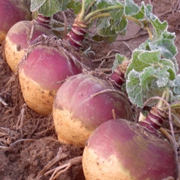 Swede - F1 Tweed - Seed Megastore - sku 966 Swede - F1 Tweed - Seed Megastore - sku 966