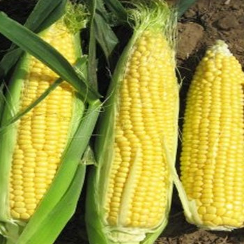 Sweetcorn - F1 Incredible - Seed Megastore - sku 975 Sweetcorn - F1 Incredible - Seed Megastore - sku 975