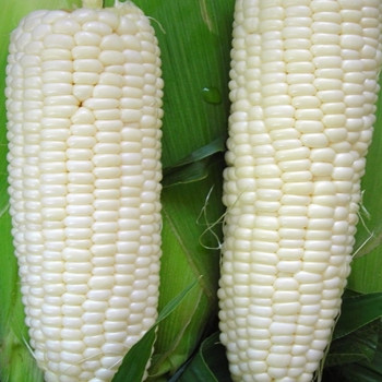 Sweetcorn - F1 White Lady - Seed  Megastore - sku 984 Sweetcorn - F1 White Lady - Seed  Megastore - sku 984