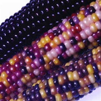 Sweetcorn - Ornamental Fiesta - Seed Megastore - sku 986