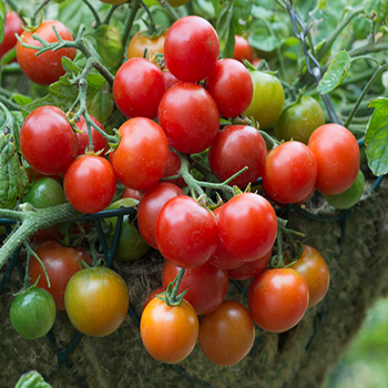 Tomato - F1 Terenzo - Seed Megastore - sku 999 Tomato - F1 Terenzo - Seed Megastore - sku 999