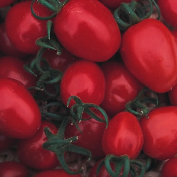 Tomato - Red Alert - Seed Megastore - Sku 1007 Tomato - Red Alert - Seed Megastore - Sku 1007