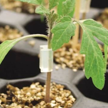 Tomato - F1 Arnold Rootstock - Seed Megastore - sku 1017 Tomato - F1 Arnold Rootstock - Seed Megastore - sku 1017