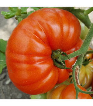 Tomato Gigantomo - 5 Seeds Tomato Gigantomo - 5 Seeds