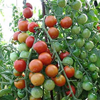 Tomato - F1 Cherrola - Seed Megastore - sku 1022 Tomato - F1 Cherrola - Seed Megastore - sku 1022