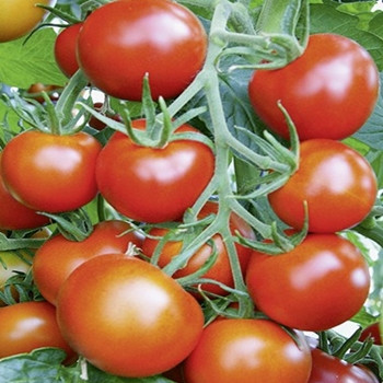 Tomato - F1 Pannovy - Seed Megastore - sku 1036 Tomato - F1 Pannovy - Seed Megastore - sku 1036