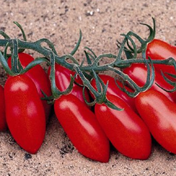 Tomato - F1 Trilly - Seed Megastore - sku 1046 Tomato - F1 Trilly - Seed Megastore - sku 1046