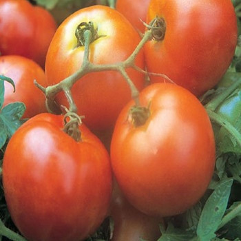 Tomato - Ailsa Craig - Seed Megastore - sku 1050 Tomato - Ailsa Craig - Seed Megastore - sku 1050