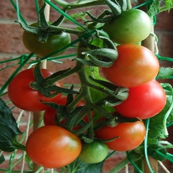 Tomato - Alicante - Seed Megastore - Sku 1051 Tomato - Alicante - Seed Megastore - Sku 1051