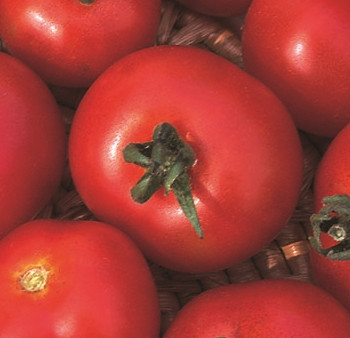 Tomato Moneymaker - 50 Seeds Tomato Moneymaker - 50 Seeds