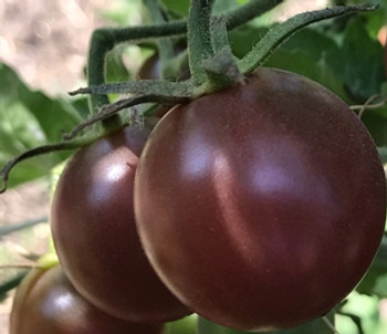 Tomato - Black Cherry - 10 Seeds