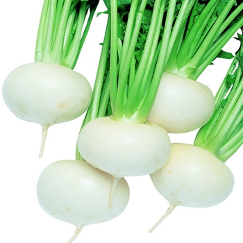 Turnip - F1 Tokyo Cross - Seed Megastore - sku 111 Turnip - F1 Tokyo Cross - Seed Megastore - sku 111