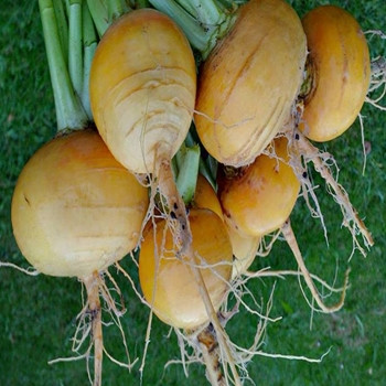 Turnip - Goldana - Seed Megastore - sku 1112 Turnip - Goldana - Seed Megastore - sku 1112