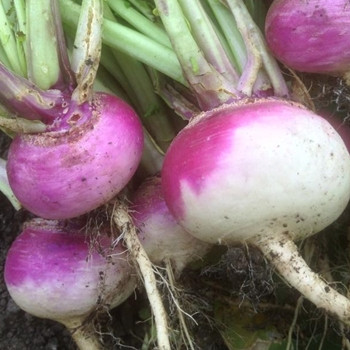 Turnip - Purple Top Milan - Seed Megastore - sku 1113 Turnip - Purple Top Milan - Seed Megastore - sku 1113