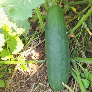 Cucumber -Marketmore - Seed megastore - sku 315 Cucumber -Marketmore - Seed megastore - sku 315