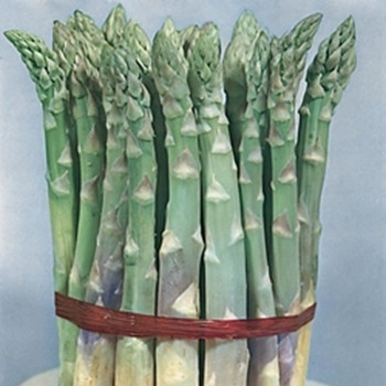 Asparagus - Mary Washington - Seed megastore sku 11 Asparagus - Mary Washington - Seed megastore sku 11