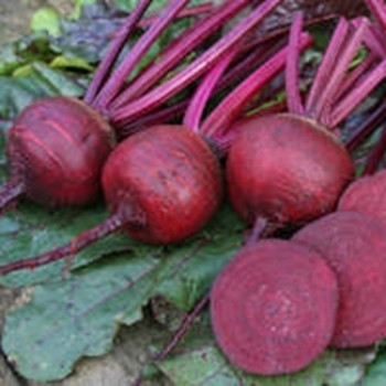 Beetroot - Boston - Seed Megastore - sku 56 Beetroot - Boston - Seed Megastore - sku 56